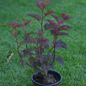 Саженец Пузыреплодника калинолистного C3 Н30 микс