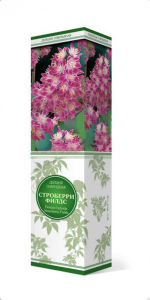 Саженец Дейция гибридная Стробери Филдс ПОИСК