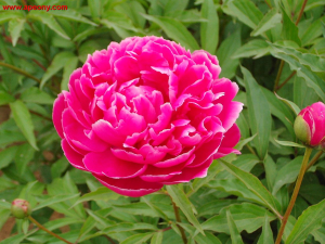 Растение Пион 7 ЦВЕТОВ Утренний иней