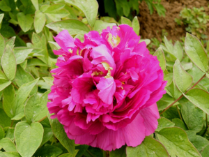 Растение Пионы древовидные 7 ЦВЕТОВ Полет ласточки