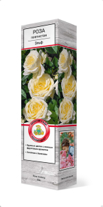 Растение Роза плетистая Эльф ПОИСК С1 Н37