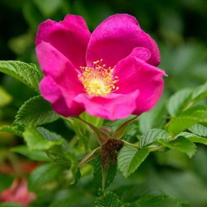 Саженец Розы морщинистой микс 