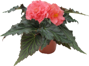 Растение  Бегония Клубневая D 11 H 20