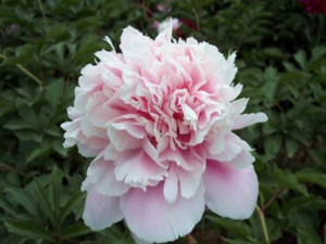 Растение Пион травянистый 7 ЦВЕТОВ Щербет