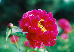 Растение Пион 7 ЦВЕТОВ Обитель богов