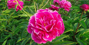 Растение Пион травянистый 7 ЦВЕТОВ Blooming Life Камелия (в тубе)