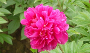 Растение Пион травянистый 7 ЦВЕТОВ Blooming Life Китайский Шелк (в тубе)