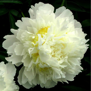 Растение Пион травянистый 7 ЦВЕТОВ Blooming Life Золотой Ореол (в тубе)