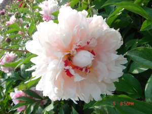 Растение Пион травянистый 7 ЦВЕТОВ Blooming Life Жемчужное Ожерелье (в тубе)