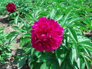 Растение Пион травянистый 7 ЦВЕТОВ Blooming Life Бархат Ночи (в тубе)