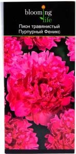 Саженец пиона Пурпурный Феникс 