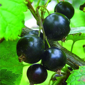 Саженец Смородина Черный жемчуг С1 Н37