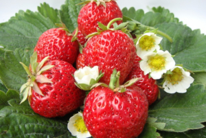 Рассада Земляника ремонтантная 5 шт в ассортименте 