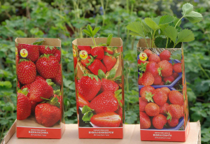 Рассада Земляника позднего срока в ассортименте