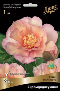 Луковица пиона ИТО-гибрид ПОИСК Скрамдидлеумпшс 1 шт