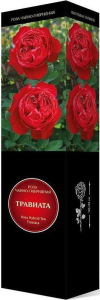 Саженец Роза Травиата C1 H37