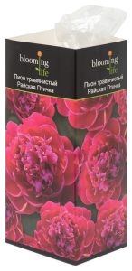 Саженец пиона Райская Птичка 