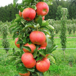 Саженец Яблоня колоновидная С7 Н160 в ассортименте