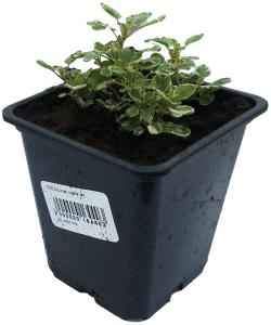 Рассада Душица в горшке D9 Н25 1 шт