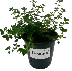 Рассада Тимьян в горшке D9 Н25 1 шт