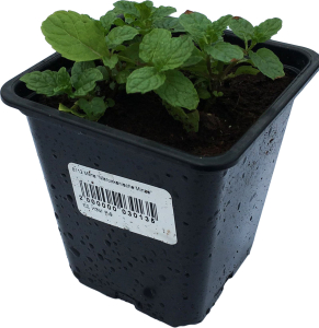 Рассада Мята в горшке D9 Н25 1 шт