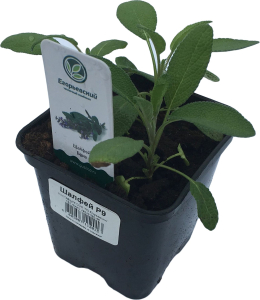 Рассада Шалфей в контейнере D9 Н25 1 шт