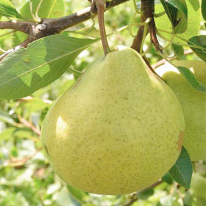 Растение Груша ПОИСК С7,5 H120 в ассортименте