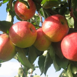 Растение Яблоня ПОИСК C7,5 H120  в ассортименте