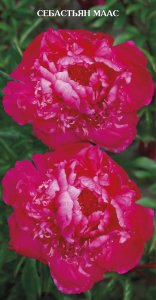 Саженец Пион молочноцветковый Себастьян Маас C3 H20