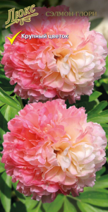 Саженец Пион молочноцветковый Сэлмон Глори