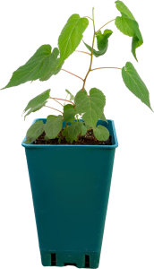 Растение  Актинидия коломикта