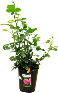 Растение Роза Meilland Чайно Гибридная С7 Н80