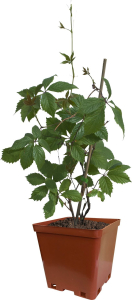 Растение Виноград декоративный С2 Н50-60 в ассортименте