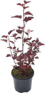 Растение Пузыреплодник Егорьевский тепличный комбинат С2 Н40