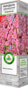 Саженец Миндаль Розенмунд С1 Н37