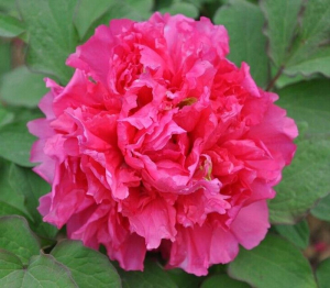 Растение Пион древовидный Алая Волна 7 ЦВЕТОВ 1 шт