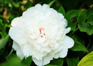 Растение Пион древовидный Снежная Крепость 7 ЦВЕТОВ 1 шт