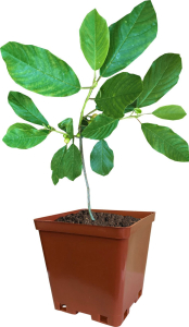 Растение Крушина Ольхолистная С2 Н30