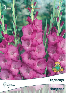 Луковицы Гладиолуса крупноцветкового ПОИСК Фиделио 3 x 1 шт