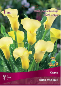 Луковица Каллы ПОИСК Блэк Мэджик