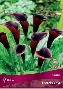 Луковица каллы ПОИСК Блэк Форист