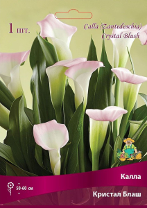 Луковица Каллы ПОИСК Кристал Блаш