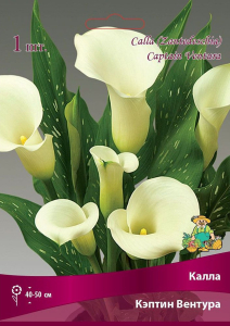 Луковица Каллы ПОИСК Кэптин Вентура