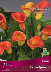 Луковица Каллы ПОИСК Кэптин Тринити