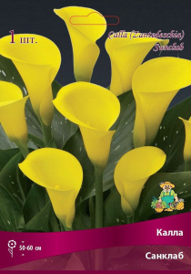 Луковица Каллы ПОИСК Санклаб