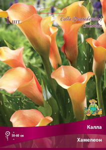 Луковица каллы ПОИСК Хамелеон 1 шт