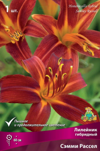 Корневище Лилейника гибридного ПОИСК Сэмми Рассел