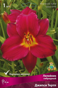 Корневище Лилейника гибридного ПОИСК Джипси Тертл