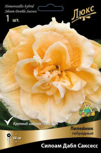 Корневище лилейника гибридного ПОИСК Силоам Дабл Саксесс 1 шт