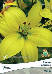 Луковица Лилии ПОИСК Мона